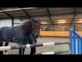 Springpaard 12-jarige springruin met top bloed (Eldorado vd zeshoek X Ziggy B)