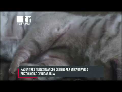 Tres tigres de bengala, nuevo atractivo en el Zoológico Nacional de Nicaragua