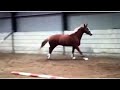 Dressage horse Talentvol merrie te koop drachtig van Glock’s Energy