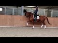 Dressage horse recreatie paard/fokmerrie te koop!!