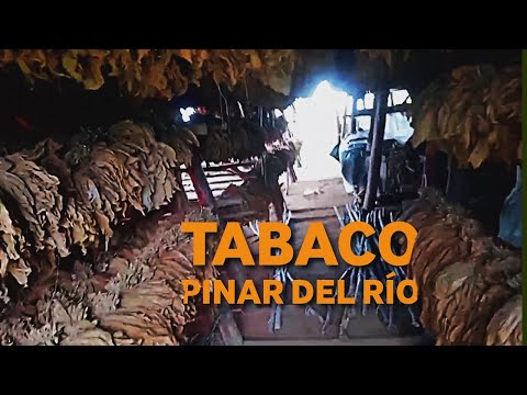 HUMEDAD sin solución: CURADO del TABACO en Pinar del Río