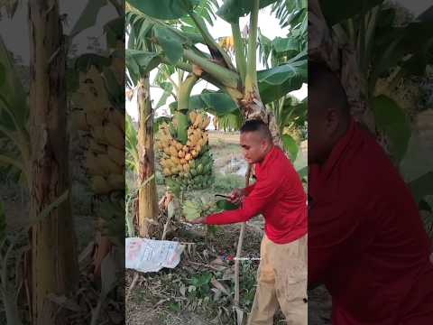 เพื่อนเกษตร Channel ตัดหวีกล้วยตัดเครือกล้วยHowtocutabananacomb