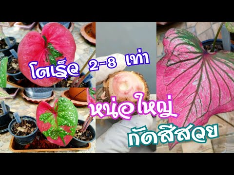 ปลูกหัวบอนสีวิธีนี้โตเร็ว2-8