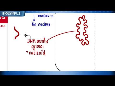 EP03BProkaryoteEukaryote02