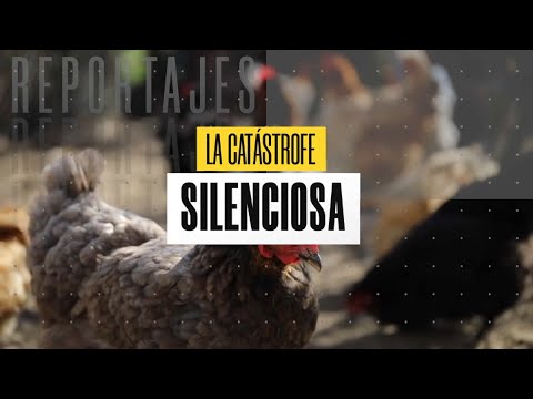 La catástrofe silenciosa: Las dramáticas consecuencias tras llegada de gripe aviar a Chile
