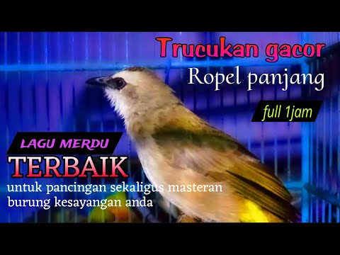 Suara trucukan gacor ropel nafas panjang full 1jam TERBAIK untuk pancingan sekaligus masteran