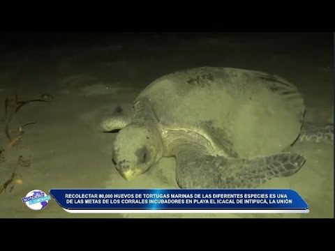 Recolectar 80,000 huevos de tortugas marinas es una meta de los incubadores en playa El Icacal