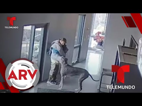 Ladrón intentaba robar en una casa y recibe una dura lección por un perro | Al Rojo Vivo | Telemundo