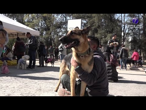 Realiza Ayuntamiento Tercer Festival de Adopción Canina y Felina