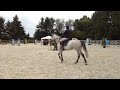 Show jumping horse Prachtige driejarige zwarte springmerrie