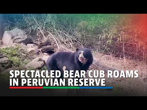 Spectacled bear cub roams in Peruvian reserve | ABS-CBN News