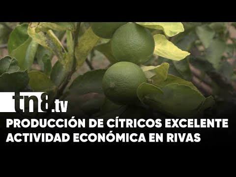 Familia emprende exitosa producción de cítricos en Rivas - Nicaragua