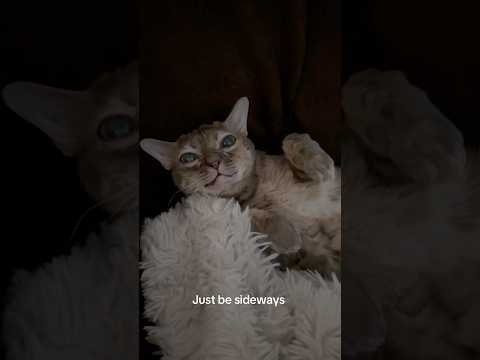 Very cool! #cat #entertaininganimals #cuteanimal #cutecat #funnyanimals