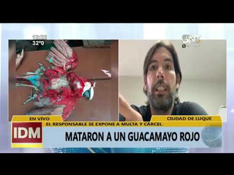 Luque: Mataron a un Guacamayo rojo