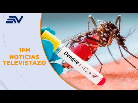 En Ecuador, el dengue afecta a 8.018 personas en lo que va el 2024 | Televistazo | Ecuavisa