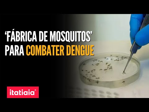 BIOFÁBRICA QUE VAI PRODUZIR MOSQUITOS PARA FREAR TRANSMISSÃO DE DENGUE PASSA POR INSPEÇÃO