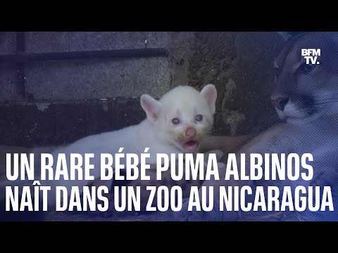 Un bébé puma albinos naît dans un zoo au Nicaragua