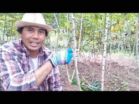 ฉีดจุรินทรีย์มูลหมู-ใส่-0_0_6 ฉีดจุรินทรีย์มูลหมู-ใส่-0_0_6