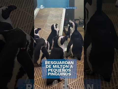 Protegen a pequeños pingüinos antes peligro por el huracán Milton #shorts