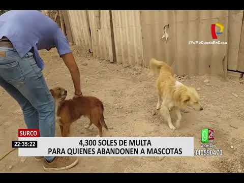 Surco: multarán con S. /4.300 a quienes abandonen a sus mascotas en la vía pública