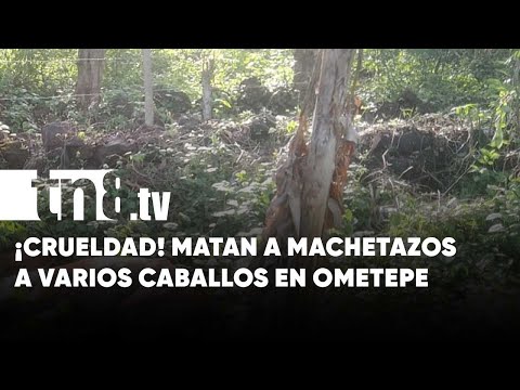 Salvaje mata a varios caballos a machetazos en Ometepe - Nicaragua