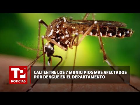 Cali entre los 7 municipios más afectados por dengue en el departamento |14.02.2024| TPNoticias
