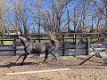 Show jumping horse 2019 stallion Coco Gabanna van t heike