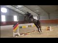 Show jumping horse Quality Homebred Mare by Valmy de la Lande