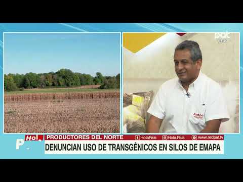 PRODUCTORES DENUNCIAN USO DE TRANSGÉNICOS EN SILOS DE EMAPA
