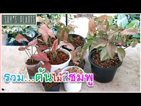 ออมชมพู-ออมชมพูด่างกลาย-ออมช ออมชมพู-ออมชมพูด่างกลาย-ออมช