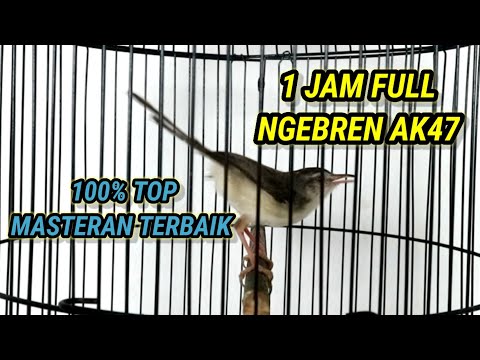 Ciblek Sawah Gacor Ngebren Ak47, Full 1 Jam Cocok Untuk Masteran