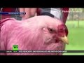 Crazy Alert - Pink Chicken Mystery is Solved