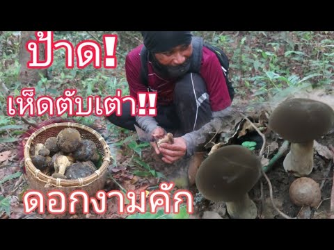 หาเห็ดผึ้งตับเต่า!มีแต่ดอกงามๆ