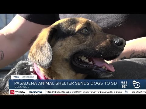 Pasadena animal shelter sends dogs to SD