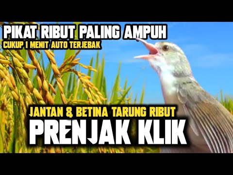 SUPER LENGKET‼️PRENJAK KLIK JANTAN & BETINA GACOR TARUNG RIBUT || SUARA PIKAT PRENJAK SAWAH RIBUT