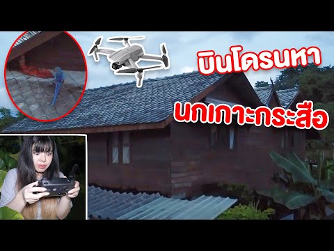 นกหนีออกจากบ้าน-อยู่กับกระสือ- นกหนีออกจากบ้าน-อยู่กับกระสือ-
