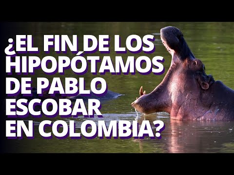 Hipopótamos colombianos: por qué hay y qué hará el Gobierno