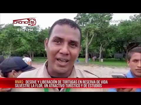 Liberación y desove de tortugas, un atractivo turístico en Rivas – Nicaragua