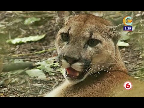 La puma ''Pita'' logró recuperarse en el Wildlife Rescue Center