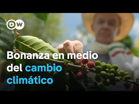 Cafeteros colombianos mejoran sus ingresos