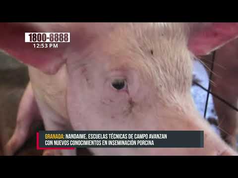 Productores de Nandaime se capacitan en mejora genética porcina - Nicaragua