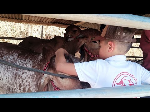 Producción de carne bovina y leche en la comunidad el jíraco, nueva segovia experimenta crecimiento