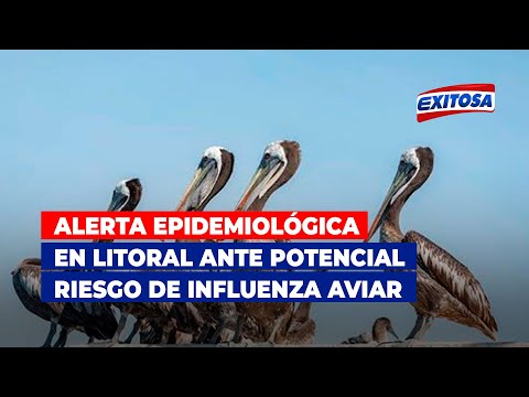 Alerta epidemiológica en litoral ante potencial riesgo de infección de influenza aviar