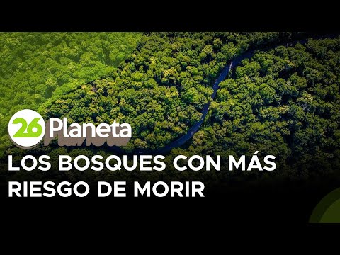 Los bosques del mundo con mayor riesgo de desaparecer por las sequías
