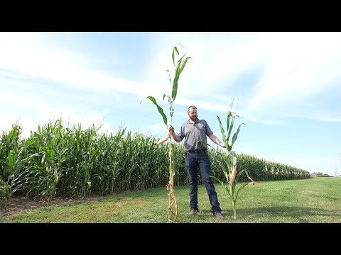 Short corn could replace towering 12-foot stalks as farmers adjust to changing climate