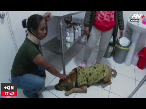 Callao: sujeto deja inconsciente a un perrito tras atacarlo con piedras