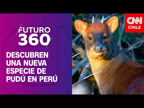 Descubren una nueva especie de pudú en Perú |  | Bloque científico de Futuro 360