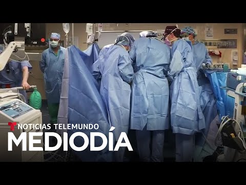 El riñón de cerdo trasplantado a un hombre produjo orina tras ser conectado | Noticias Telemundo