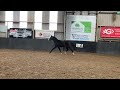 Dressuurpaard Zeer brave 3 jarige ruin
