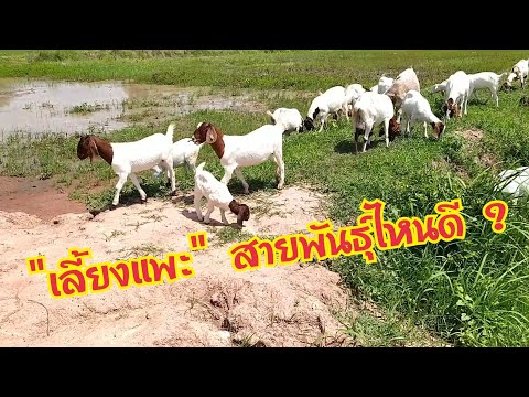 เลี้ยงแพะ-สายพันธุ์ไหนดี---(ที เลี้ยงแพะ-สายพันธุ์ไหนดี---(ที